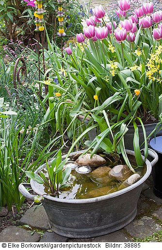 Miniteich und mit Tulpen und Narzissen bepflanzte Zinkwanne  Tulipa Arabian Mystery  Narcissus Hawera