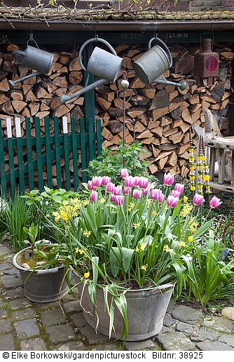 Mit Tulpen und Narzissen bepflanzte Zinkwanne  Tulipa Arabian Mystery  Narcissus Hawera