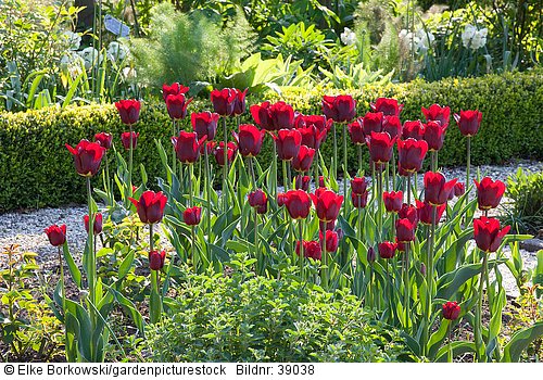 Tulipa Jan Reus