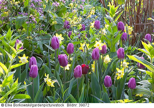 Tulipa Negrita Narcissus W.P.Millner