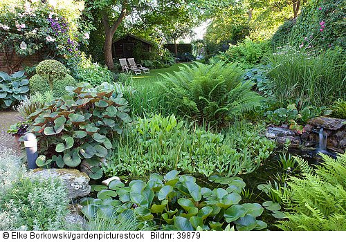 Sitzplatz und Teich mit Blattschmuckpflanzen  Hosta  Ligularia  Nymphaea  Stratiotes aloides