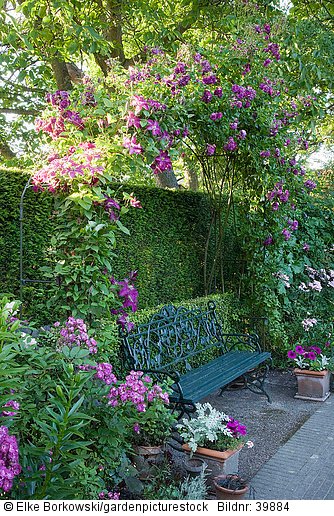 Sitzplatz unter Kletterpflanzen  Rosa Bleu Magenta  Clematis Niobe  Taxus
