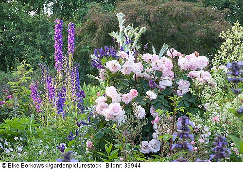 Kombination Rosen und Rittersporn  Rosa  Delphinium