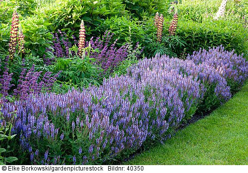 Salvia nemorosa Blauhügel Lupinus  Salvia verticillata Purple Rain