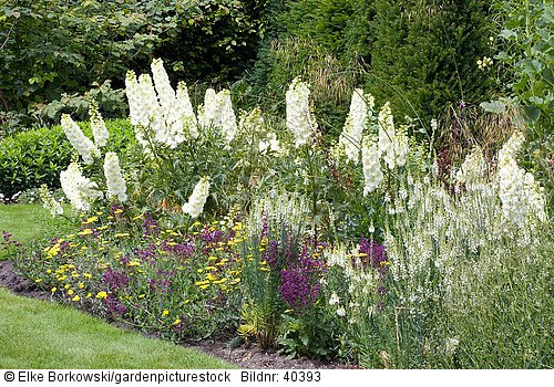 Delphinium cultorum Sungleam Stachys byzantina Linaria purpurea Springside White Achillea clypeolata Moonshine