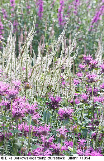 Beet mit Ehrenpreis und Indianernessel  Veronicastrum virginicum Rose Glow  Monarda