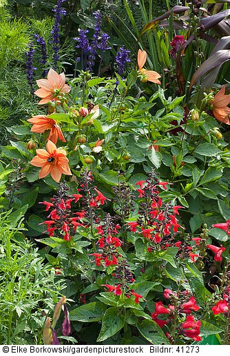 Salbei Salvia coccinea Scarlet Sage Dahlia