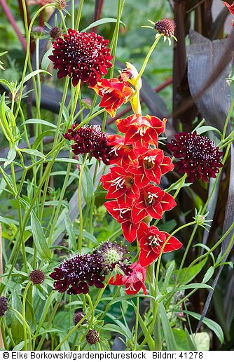 Skabiose und Gladiole Scabiosa atropurpurea Chile Black Gladiolus hortulanus Flevo Vito