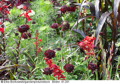 Skabiose und Gladiole Scabiosa atropurpurea Chile Black Gladiolus hortulanus Flevo Vito