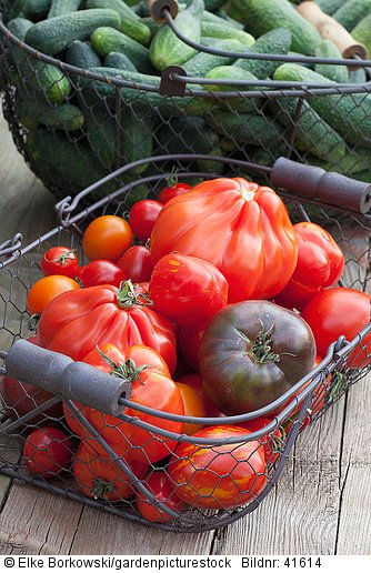 Frisch geerntete Tomaten Solanum lycopersicum