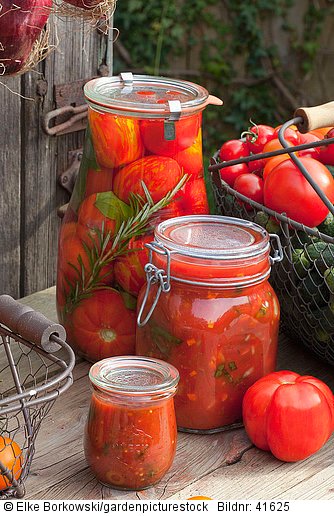 Eingemachte Tomaten und Tomatensugo mit Basilikum 
Solanum lycopersicum