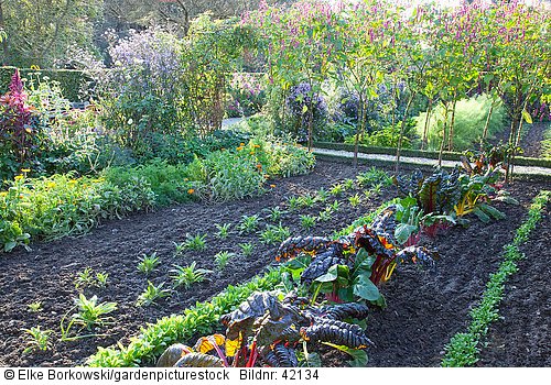 Herbstlicher Nutzgarten mit Mangold und Feldsalat 
Beta vulgaris 
Valerianella locusta