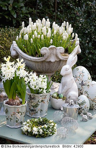 Tischdekoration mit
Muscari aucheri White Magic 
Hyacinthus multiflora White Pearl