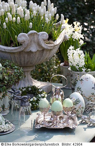 Tischdekoration mit
Muscari aucheri White Magic 
Hyacinthus multiflora White Pearl