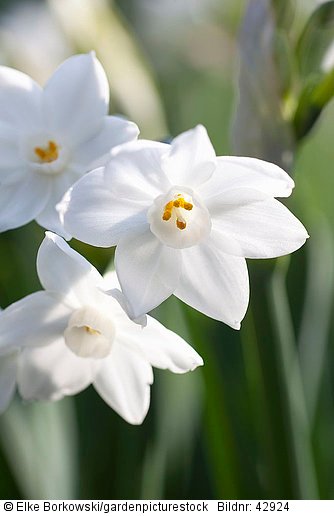 Narcissus tazetta Paperwhite