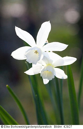 Portrait Engelstränennarzisse  Narcissus triandrus Thalia
