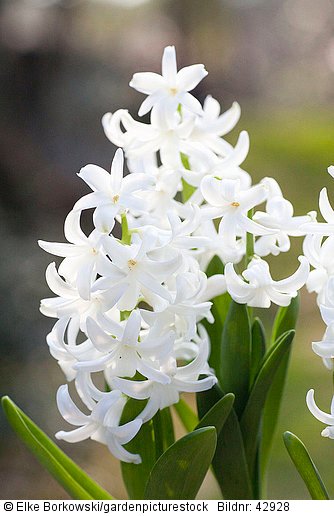 Hyacinthus multiflora White Pearl