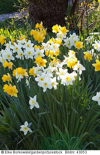 Narzissen 
Narcissus Golden Harvest 
Narcissus Ice Follies