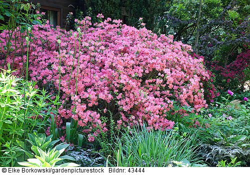 Waldgarten mit Azaleen und Rhododendron  Azalea  Rhododendron