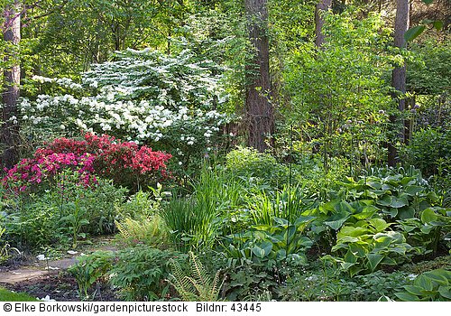 Waldgarten mit Azalea  Rhododendron  Viburnum plicatum Mariesii  Viburnum rotundifolium  Hosta