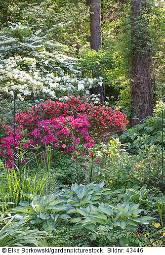Waldgarten mit Azalea  Rhododendron  Viburnum plicatum Mariesii  Viburnum rotundifolium  Hosta June