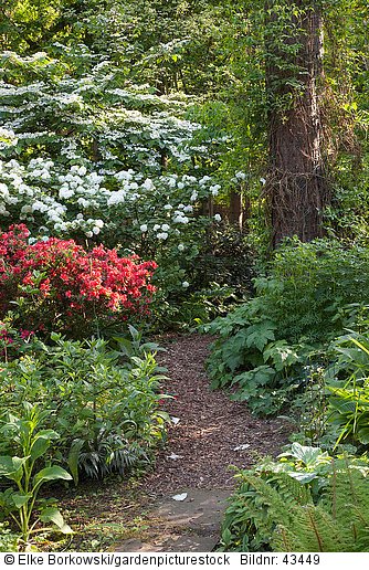 Waldgarten mit Azalea  Rhododendron  Viburnum plicatum Mariesii  Viburnum rotundifolium