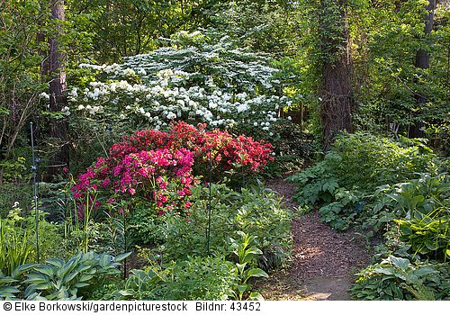 Waldgarten mit Azalea  Rhododendron  Viburnum plivatum Mariesii  Viburnum rotundifolium  Hosta