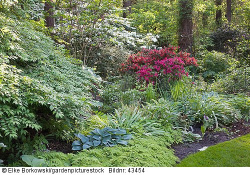 Waldgarten mit Azalea  Rhododendron  Viburnum plivatum Mariesii  Viburnum rotundifolium  Hosta tardiana Halcyon  Adiantum venustum