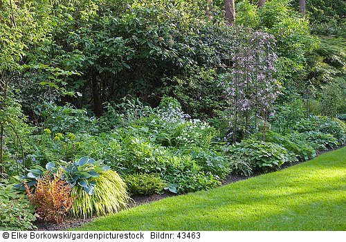 Waldgarten mit Hakoneckloa macra Aureola  Hosta tardiana Halcyon  Dryopteris erytrosora Brilliance  Clematis montana Warwickshire Rose