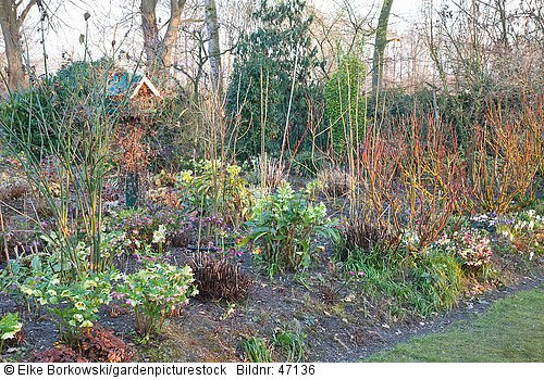 Garten im März  Helleborus orientalis