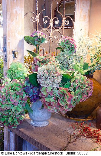 Hortensien mit Herbstfärbung in einer Vase