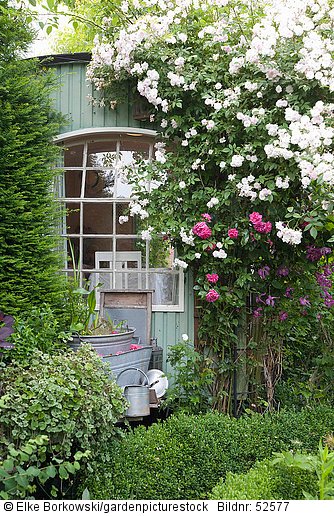 Bauwagen als Gartenhaus mit Kletterrose  Rosa Paul's Himalayan Musk Rambler