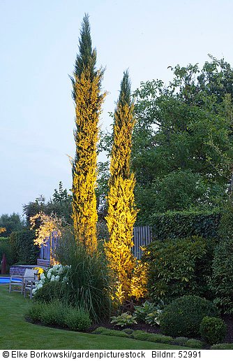 Beleuchteter Garten mit Mittelmeerzypressen  Cupressus sempervirens