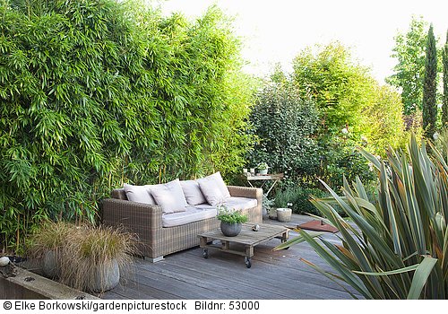 Sitzplatz vor Bambus  Phyllostachys aureocaulis spectabilis