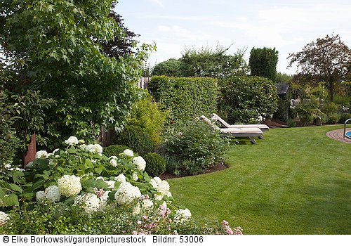 Liegen im Garten  Hortensie  Hydrangea arborescens Annabelle