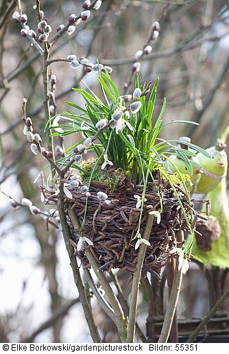 Körbchen aus Birkenzweigen mit Schneeglöckchen  Galanthus