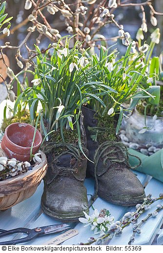 Alte Schuhe mit Schneeglöckchen bepflanzt  Galanthus
