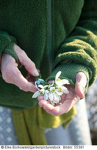 Hand hält kleines Bouquet aus Schneeglöckchen  Galanthus