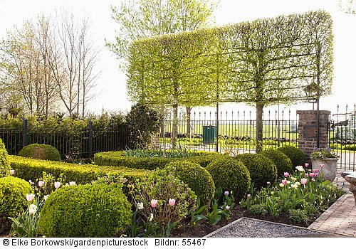 Vorgarten mit Buchsbaum und Baumhecke  Buxus