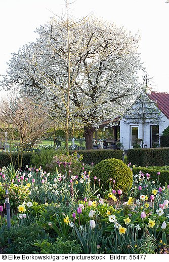 Frühlingsgarten mit Kirschbaum  Prunus avium