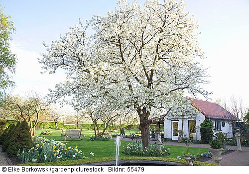 Frühlingsgarten mit Kirschbaum  Prunus avium