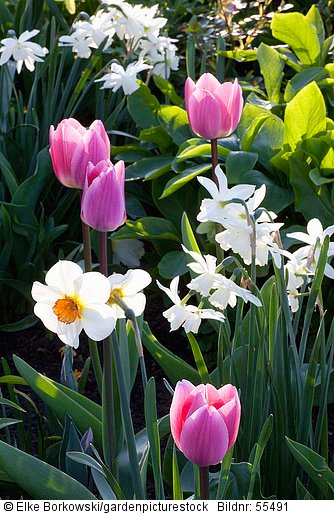 Kombination Tulpen und Narzissen  Tulipa  Narcissus triandrus Thalia