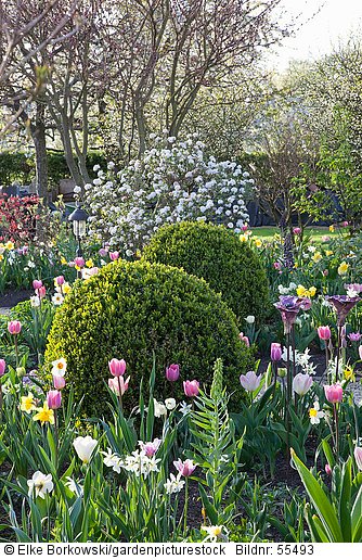 Frühlingsgarten mit Zwiebelblumen und Osterschneeball  Viburnum burkwoodii