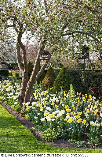 Beet mit Tulpen und Narzissen  Tulipa  Narcissus