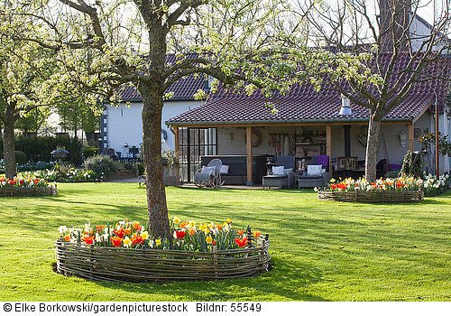 Sitzplatz und mit Tulpen und Narzissen bepflanzte Baumscheiben  Tulipa  Narcissus