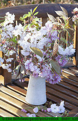 Kirschblütenzweige in einer Vase